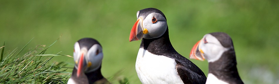 Puffins on Staffa