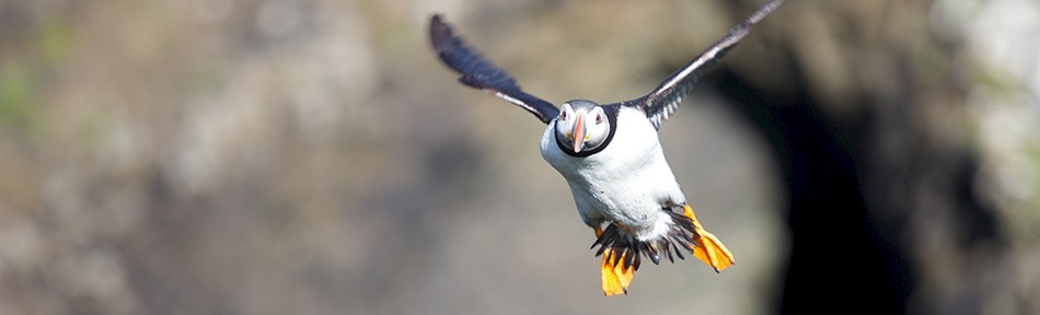 Puffin