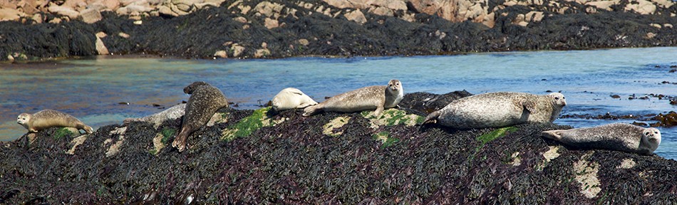 Seals on rocks near Fionnphort