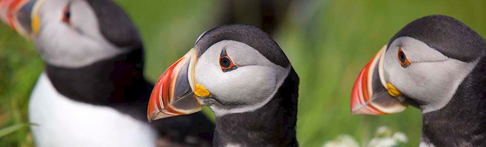 Puffins on Staffa