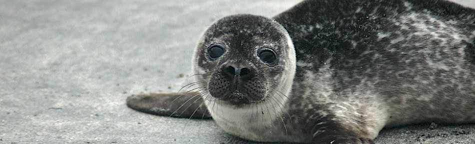 A seal pup